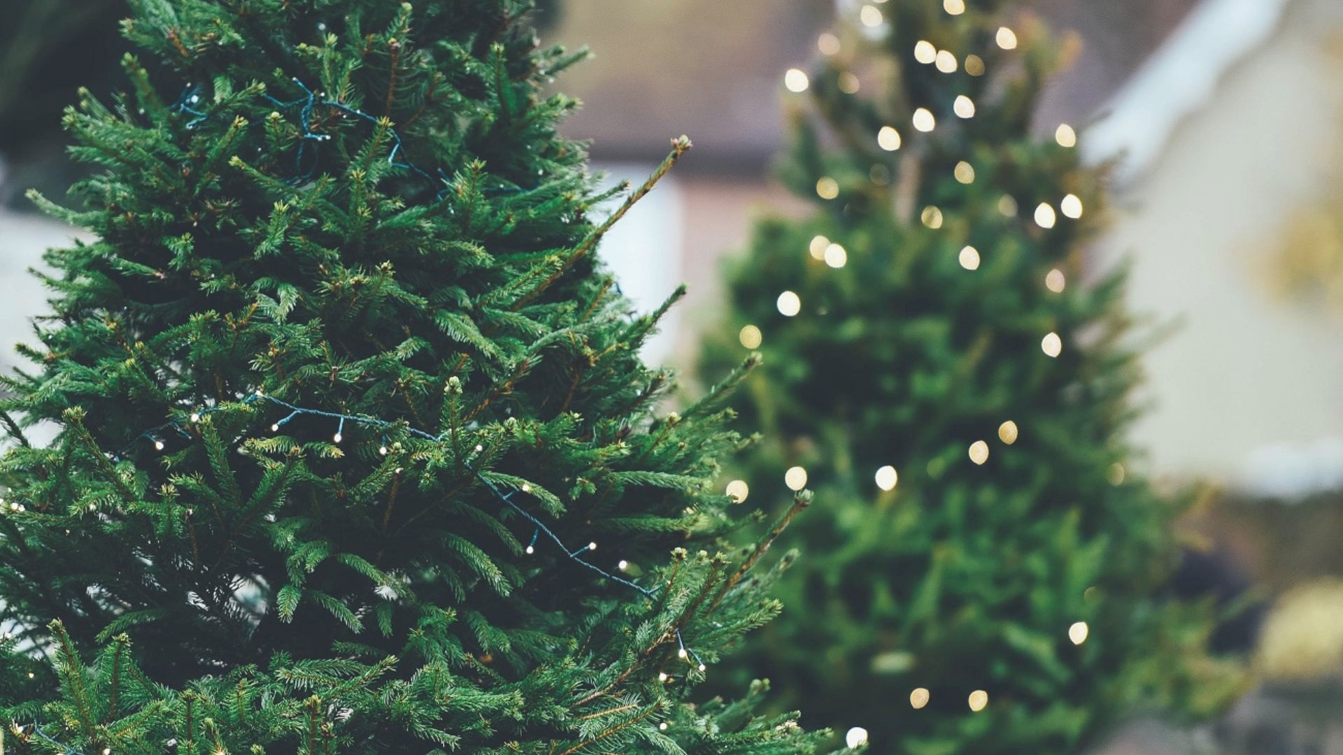božićna drvca jekla christmas tree naslovna
